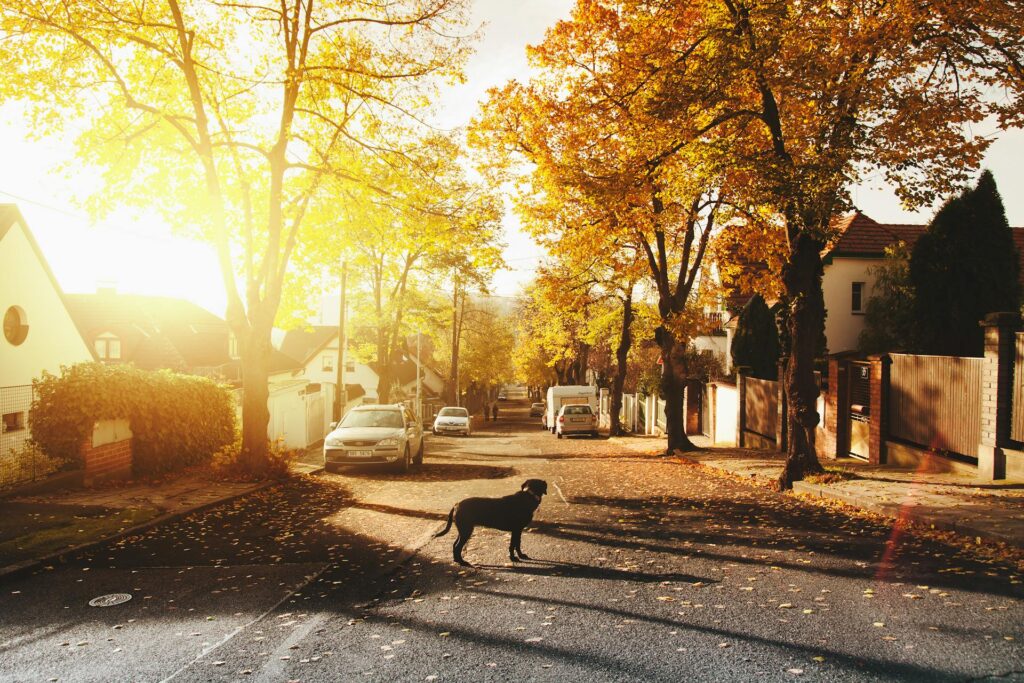 Dog standing in the middle of a sunny neighborhood street lined with sidewalks, trees with orange and gold fall leaves, and houses on either side. Cars are parked on either side of the street.