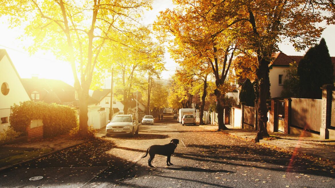 Dog standing in the middle of a sunny neighborhood street lined with sidewalks, trees with orange and gold fall leaves, and houses on either side. Cars are parked on either side of the street.