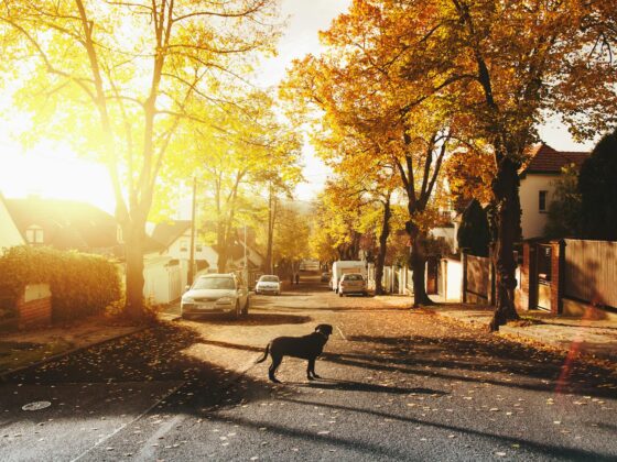 Dog standing in the middle of a sunny neighborhood street lined with sidewalks, trees with orange and gold fall leaves, and houses on either side. Cars are parked on either side of the street.